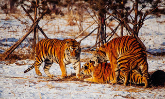 Siberian Tiger Park