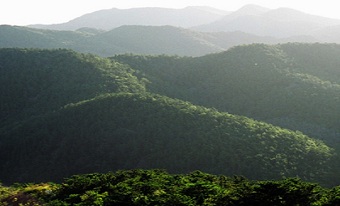 Jinlong Temple Forest Park