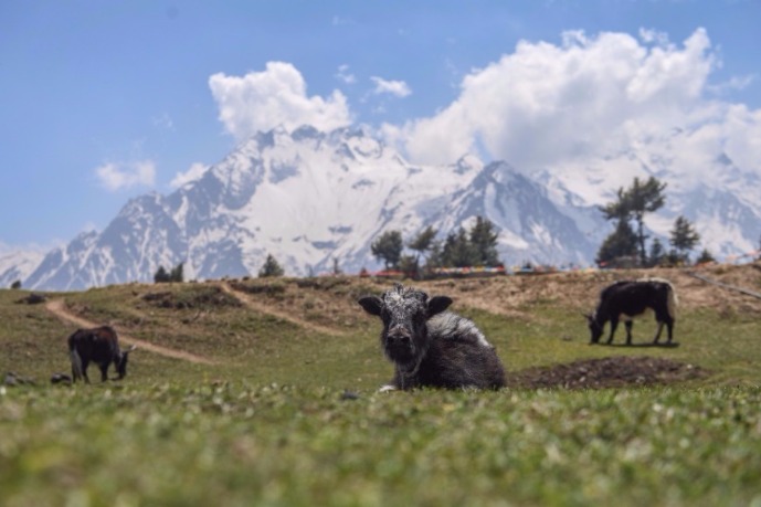 Network of ecological monitoring stations established in Tibet