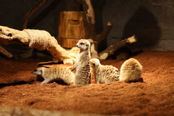 Shopping mall in Shanghai gets its own zoo