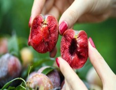 Plums enter harvest season in Guangxi