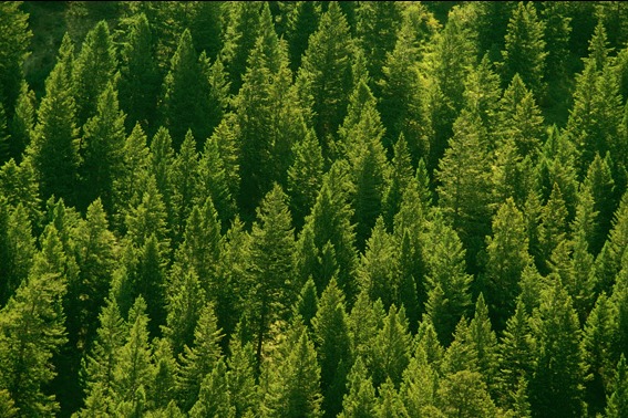 Beijing bids farewell to desertified areas after massive afforestation