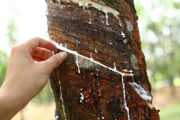 Hainan to build national tropical seed bank