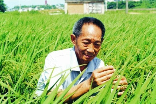 沙漠水稻 (shāmò shuǐdào): Desert rice