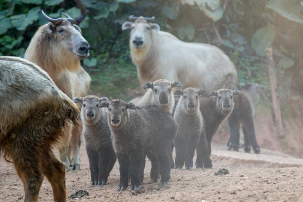 Over 4,000 wild takins live in Northwest China mountains