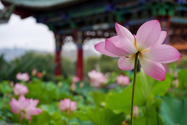 SW China's Yunnan to hold int'l flower expo