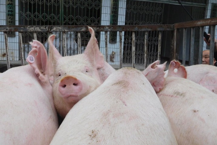 Hog industry gets help amid deadly outbreaks