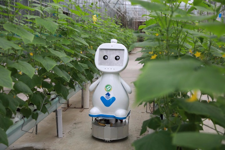 Farming robot makes its debut in Fujian