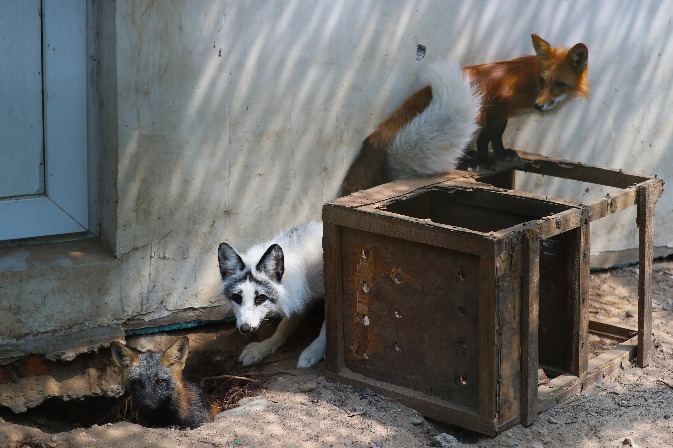 Beijing promotes closer human-animal coexistence