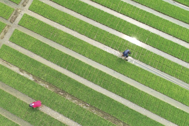 Farmers across China busy with works on day of Summer Solstice