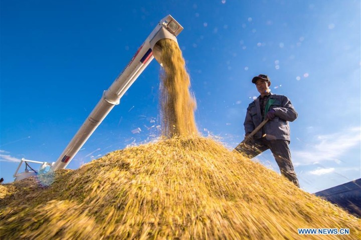 China's grain output nearly quintupled over past 70 years