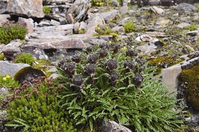 Chinese researchers discover new species of snow lotus