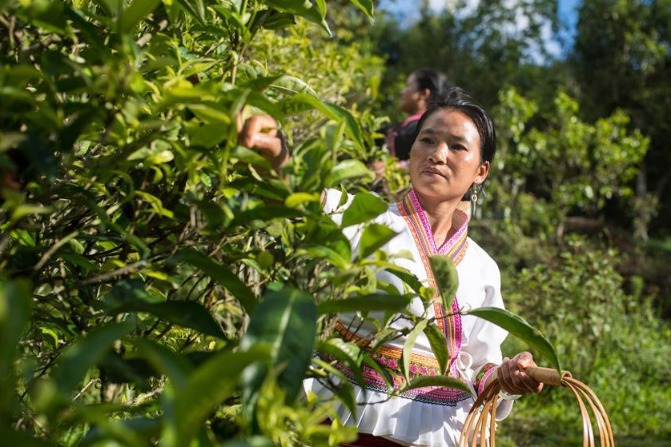 Dadugang recognized as world's largest tea plantation