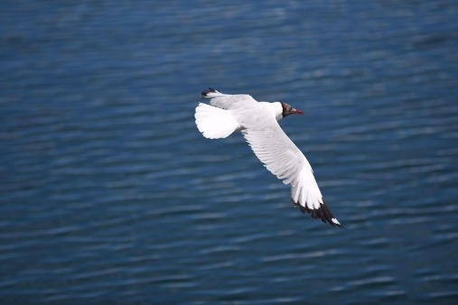 City of bird-watching welcomes flocks' frequent visits