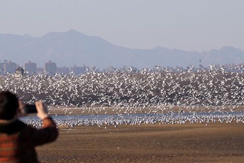 Wetland becomes more habitable place for birds