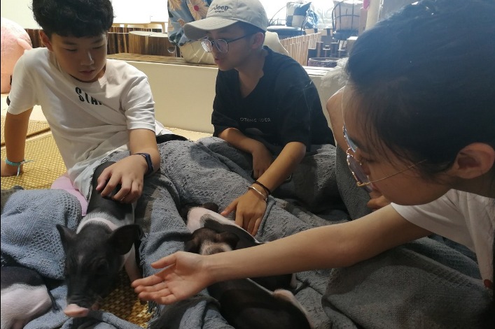 Mini pig cafe opens in Hangzhou