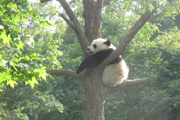 Panda base caps number of visitors during holiday