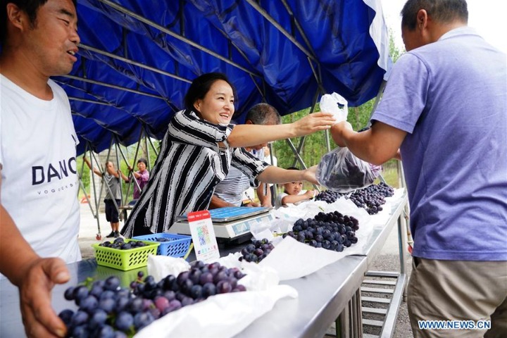 Grape plantation helps households get rid of poverty in Laoaozhuang Village, China's Shaanxi