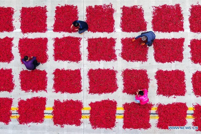 Farmers plant chili to improve income in Jize County of China's Hebei