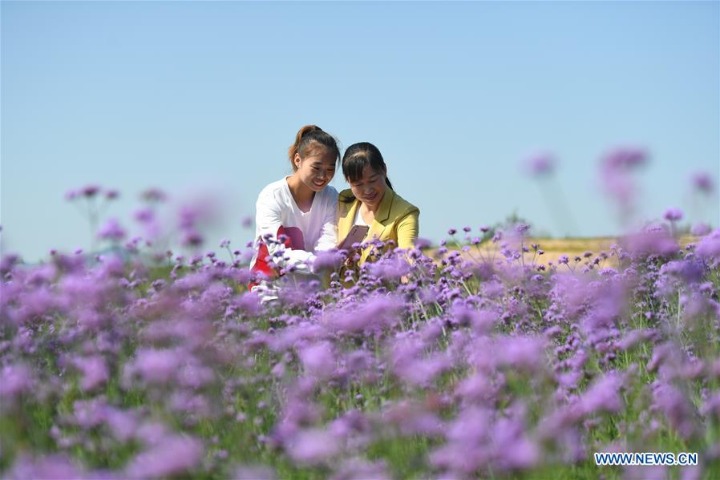 Hebei's Neiqiu County plants traditional Chinese herbal medicine to increase locals' income