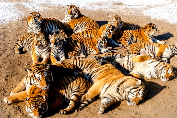 Siberian Tiger Park