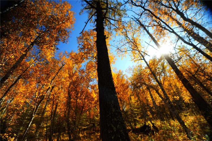 Autumn landscapes of Inner Mongolia grasslands attract tourists