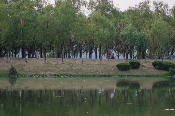 Wetland-based tourism popular along the Yangtze