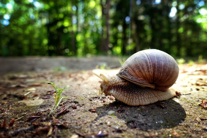 Experts warn of harmful big snails in Guangdong