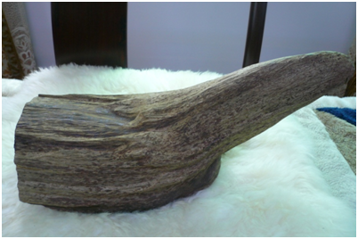 Agarwood a growth industry in Guangdong