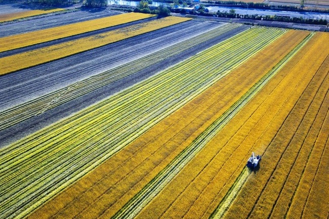 Food Security in China