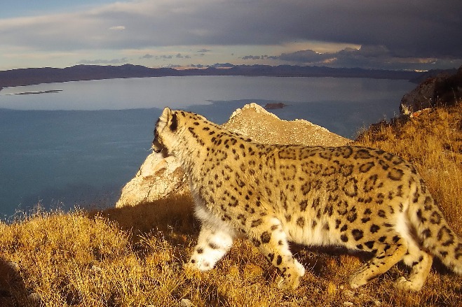 New images released of snow leopard in park