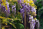 Purple lavender comes into full bloom