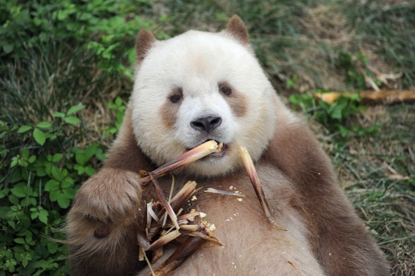 World's only captive brown giant panda adopted