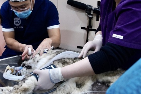 'Nearly blind' snow leopard sees brighter future