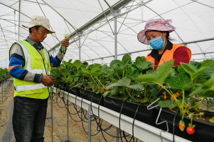 Tibet provided 60,000 new jobs in 2019