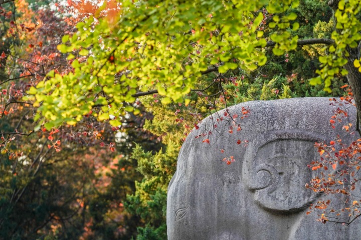 Late autumn scenes captured in Nanjing