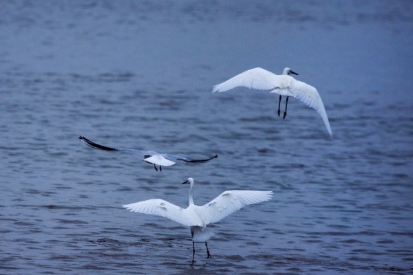 China launches water quality dataset for country's largest freshwater lake