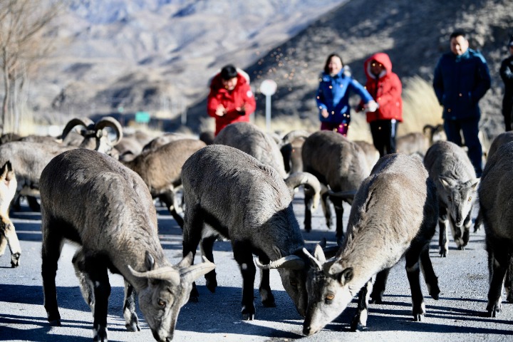 Himalayan blue sheep seek food in Ningxia park