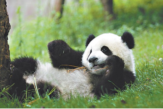 Chengdu Research Base of Giant Panda Breeding