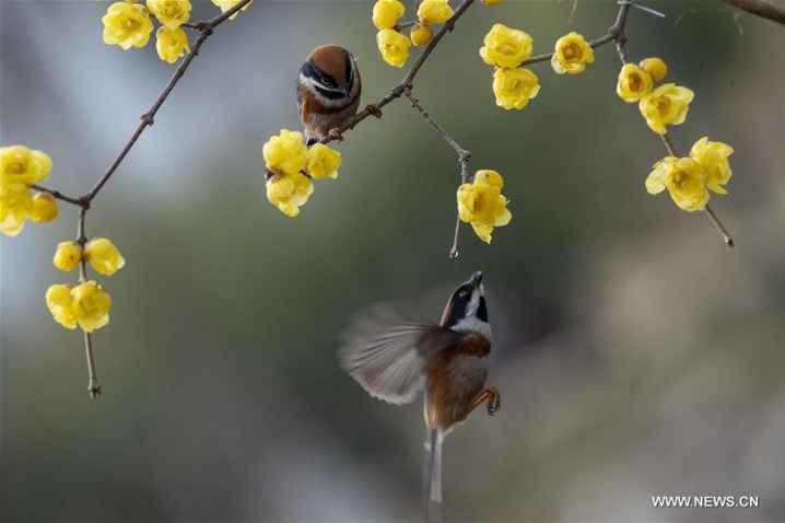 Wintersweet flowers seen in China's Jiangsu