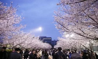 Enjoying cherry blossoms in Shanghai