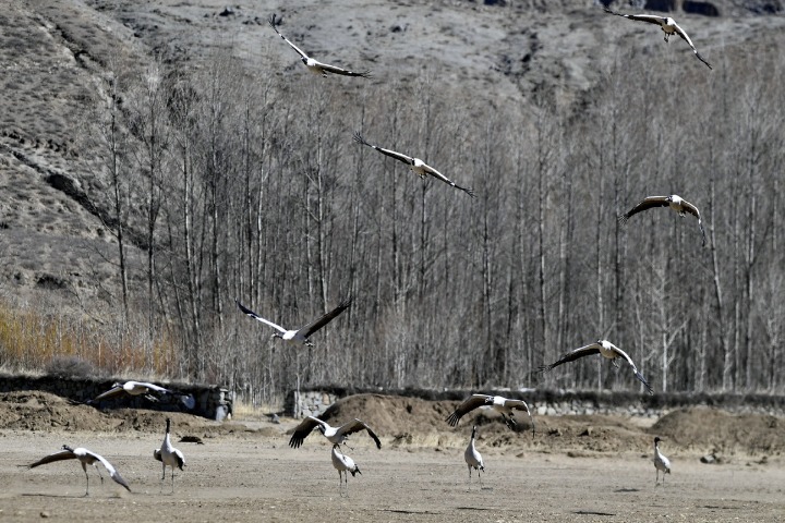 Tibet to reinforce reforestation in 2020