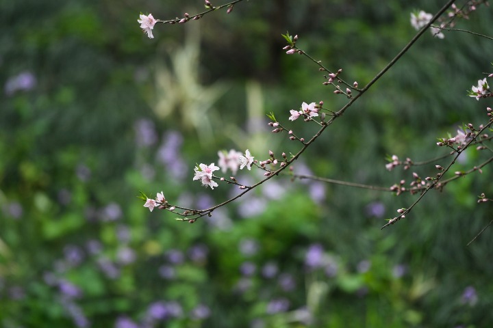 Hangzhou's West Lake an idyllic spring destination