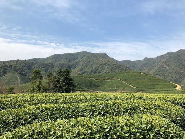 Tea gardens Longwu town.jpg