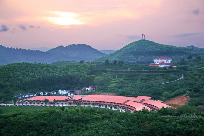 Yearning Tea Plantation, Meizhou