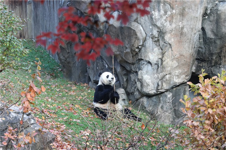 Forest ranger encounters with wild giant panda in NW China