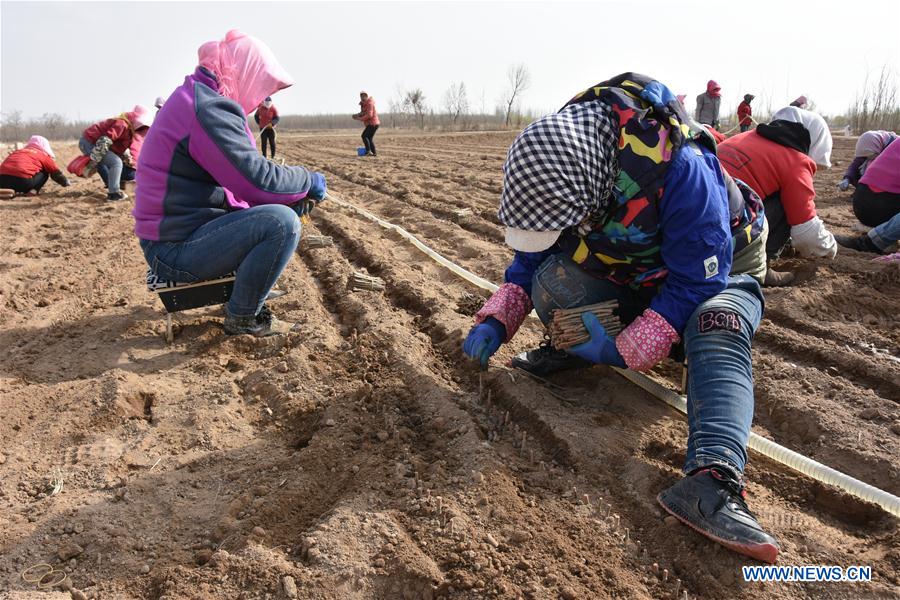 CHINA-NINGXIA-ZHONGWEI-CHINESE WOLFBERRY-SPRING PLOUGHING (CN)