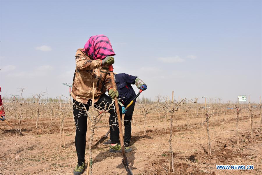 CHINA-NINGXIA-ZHONGWEI-CHINESE WOLFBERRY-SPRING PLOUGHING (CN)