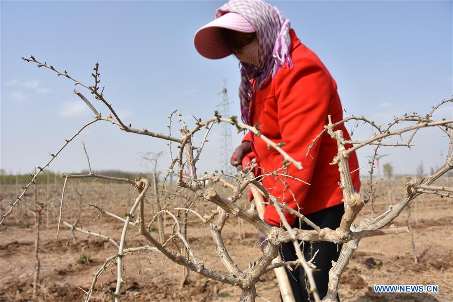 CHINA-NINGXIA-ZHONGWEI-CHINESE WOLFBERRY-SPRING PLOUGHING (CN)