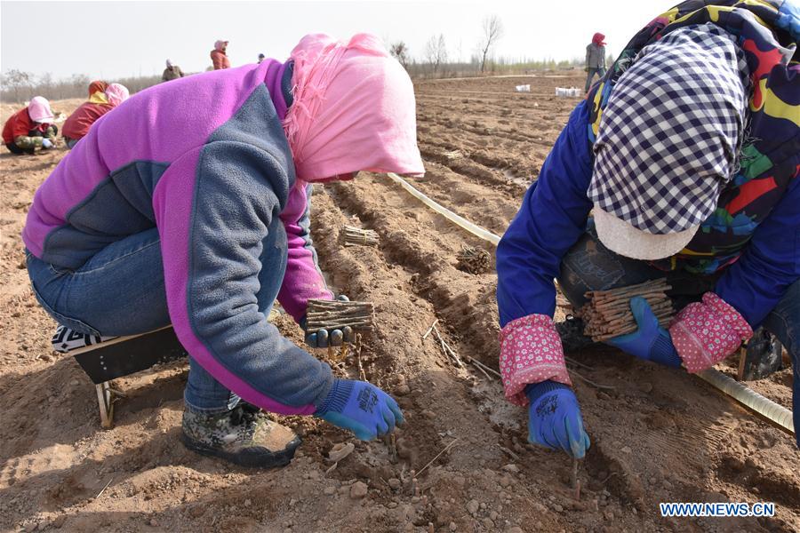 CHINA-NINGXIA-ZHONGWEI-CHINESE WOLFBERRY-SPRING PLOUGHING (CN)